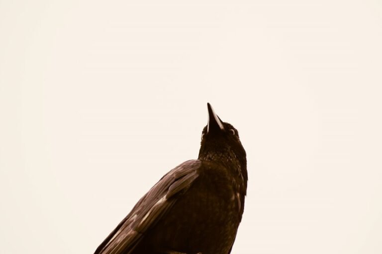 organisational intelligence impact assessment